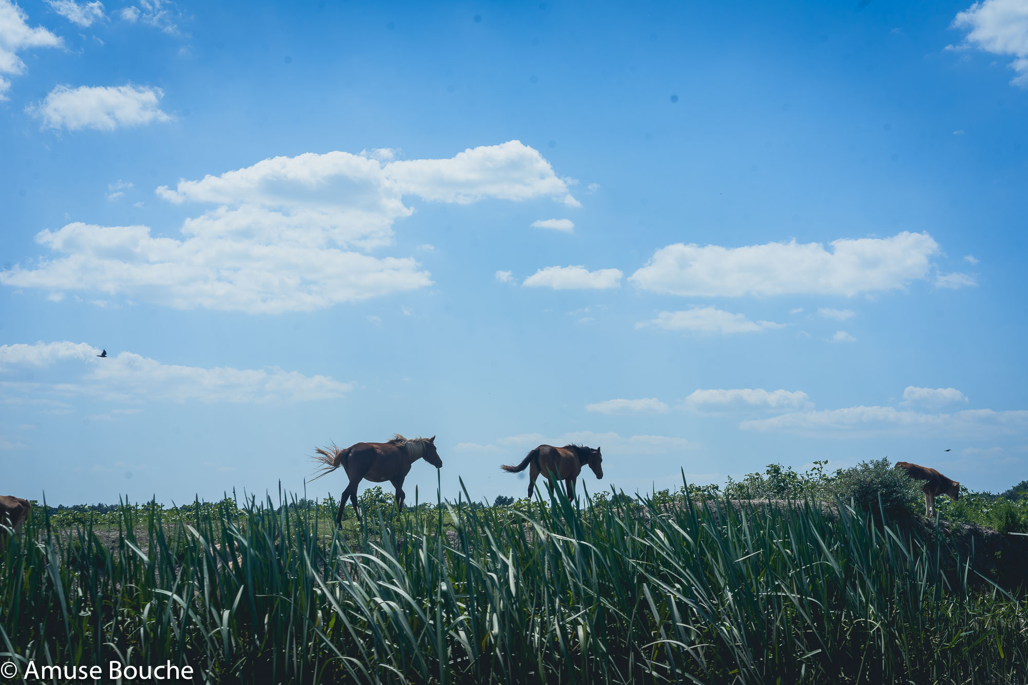 Danube Delta wild horses 2