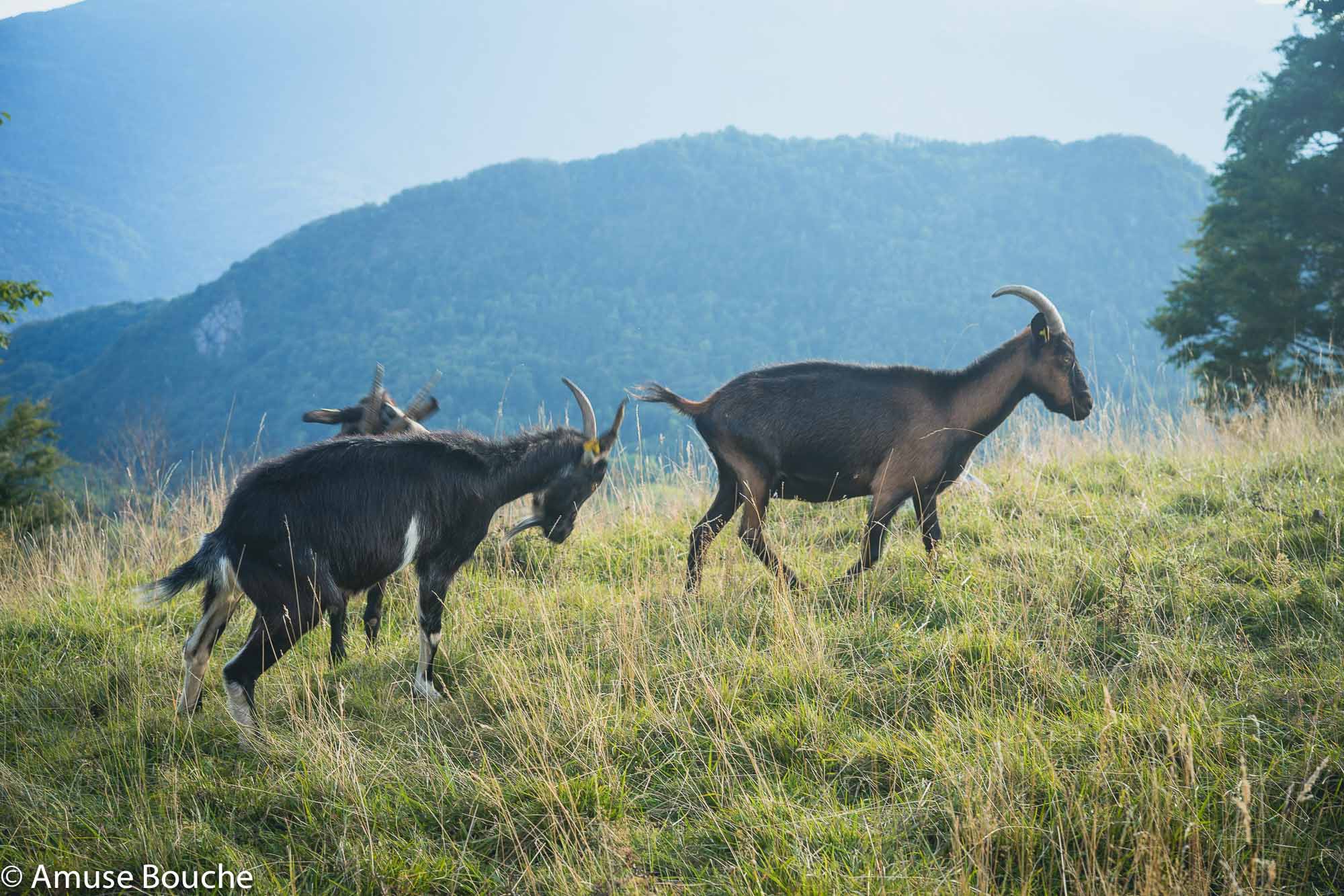 Hiša Franko Slovenia Kobarid region goats small producer