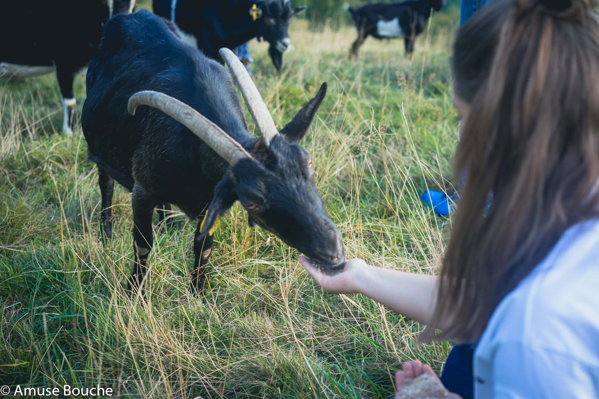 Hiša Franko Slovenia Kobarid region feeding goats