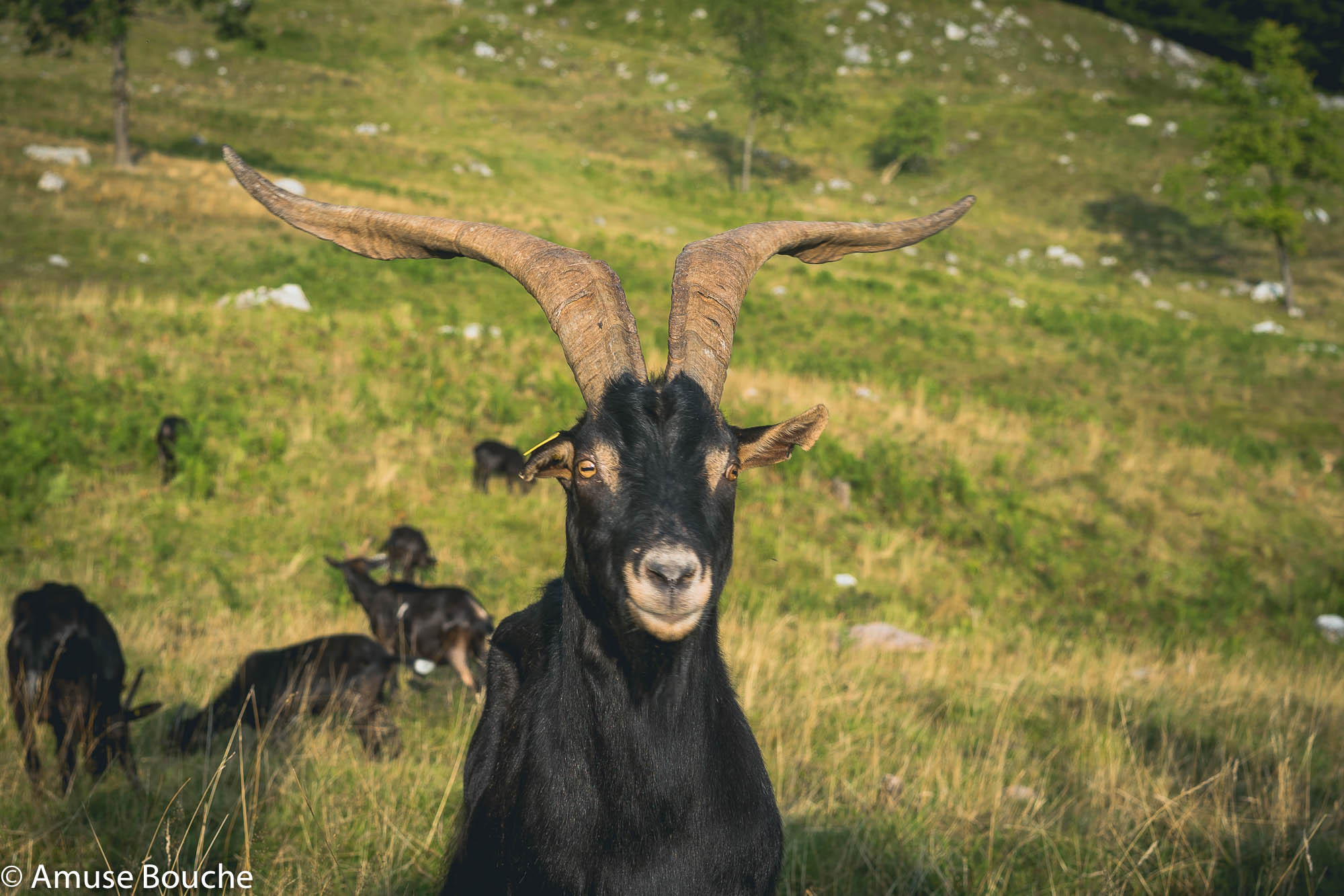 Hiša Franko Slovenia Kobarid region local goat