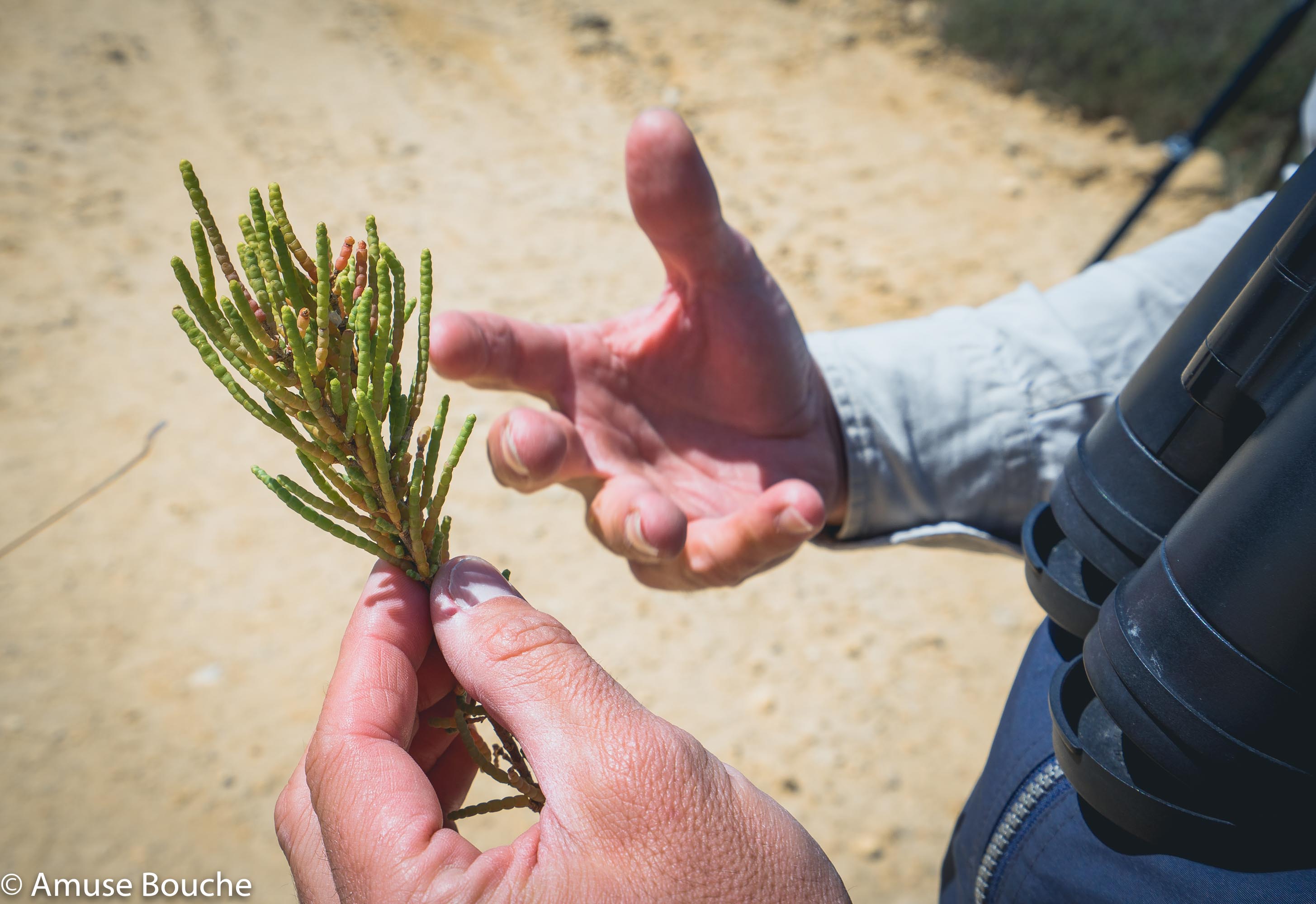 Aponiente Salarte Project Biodiversity Angel Leon Salicornia La Salina