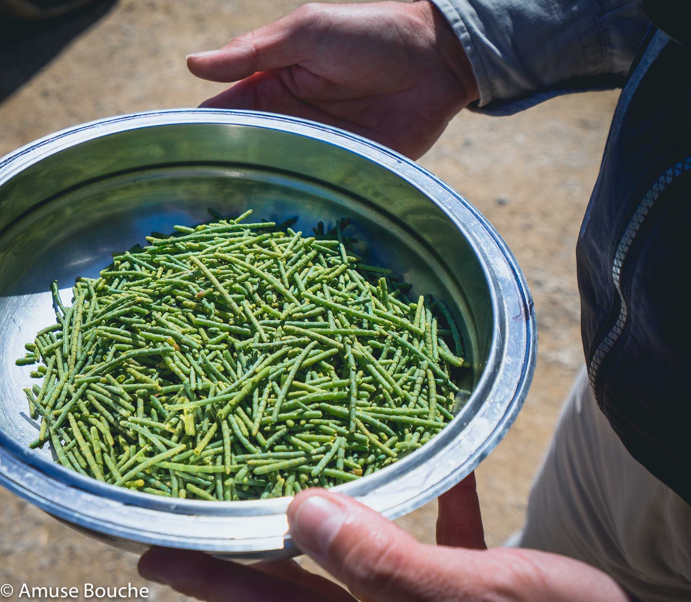 Aponiente Salarte Project Biodiversity Salicornia Angel Leon